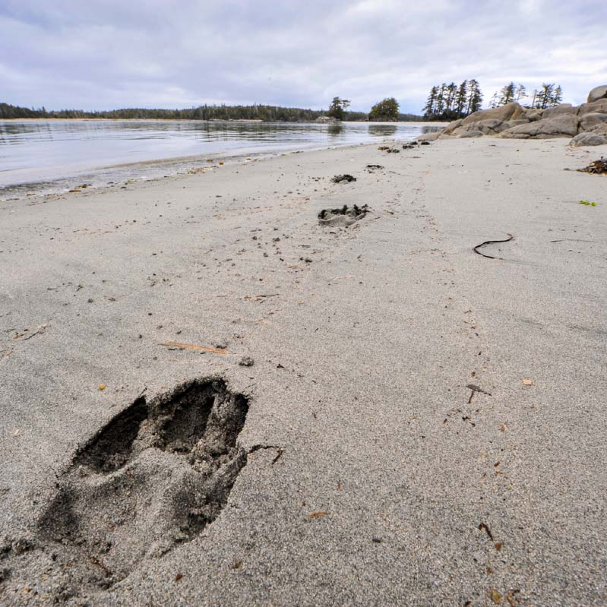 Temp Splash Page – Great Bear Rainforest